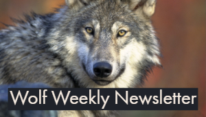 Wolf Weekly Newsletter